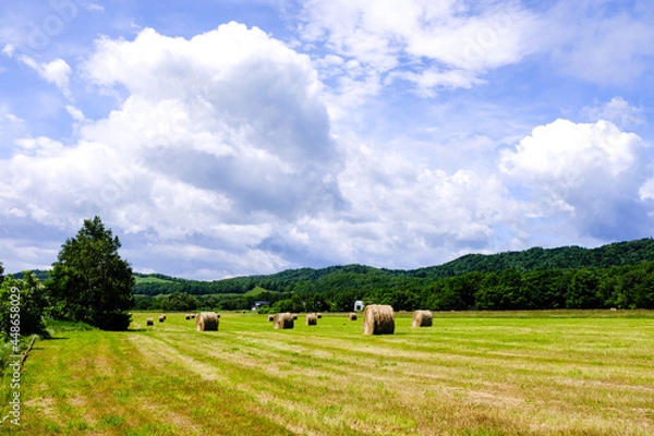 Obraz 夏の牧草地