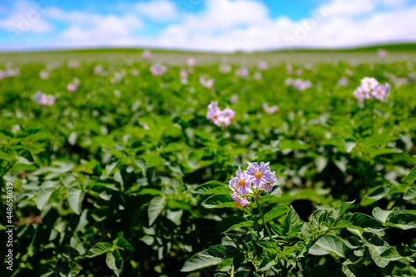 Obraz 北の大地に咲くジャガイモの花