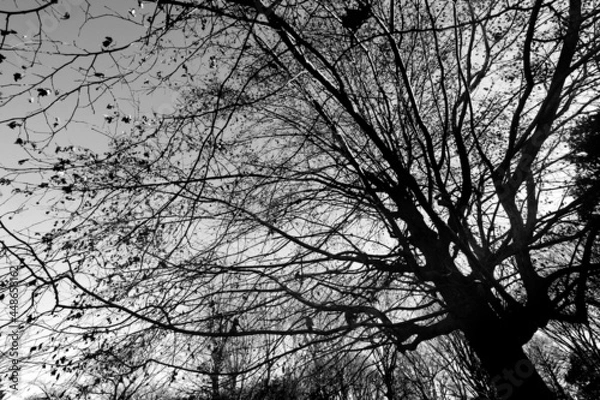 Fototapeta 冬のほとんどの葉が落ちたアメリカスズカケノキ　-白黒-