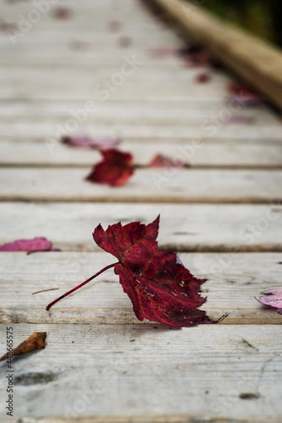 Obraz red maple leaf on wooden pathway