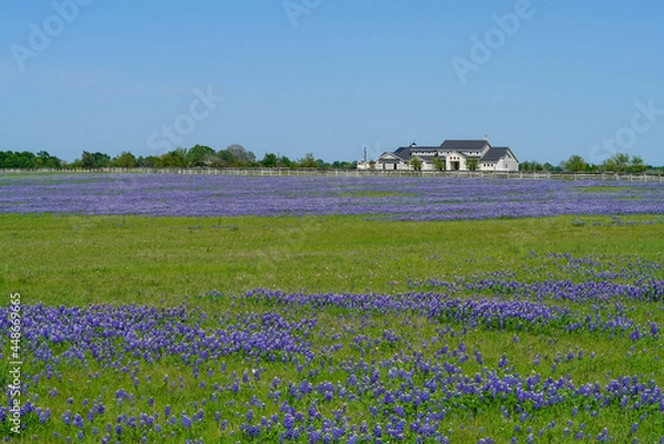 Obraz Large house in countryside near Brenham, TX during spring season with Bluebonnet wildflowers
