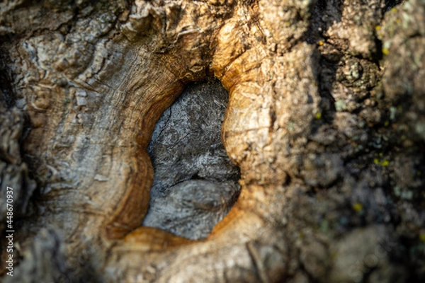 Fototapeta tree bark background, close up tree knot