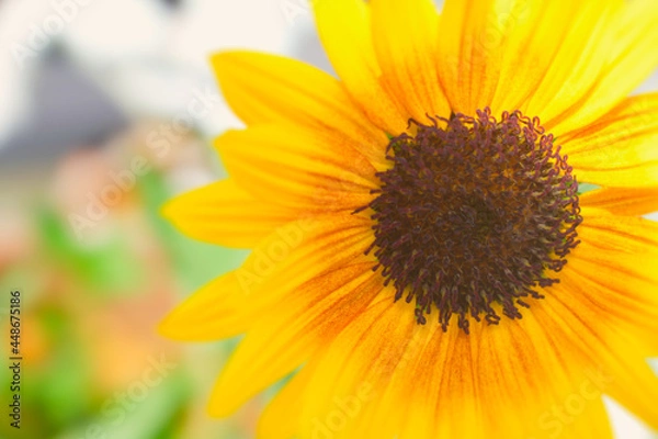 Fototapeta 鮮やかなひまわり畑