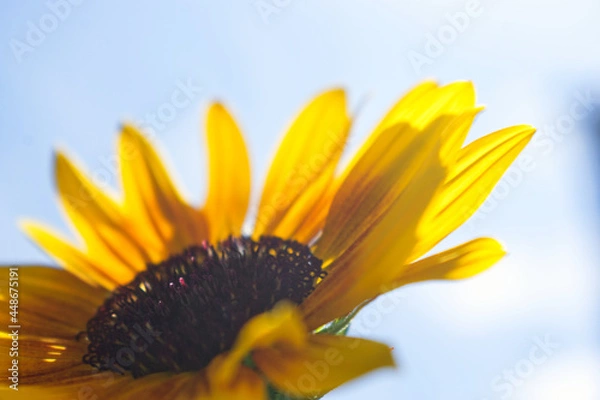 Fototapeta 近くで見たひまわり