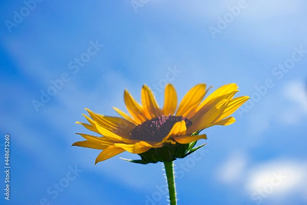 Fototapeta 空とひまわり