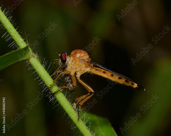 Fototapeta Robber fly predatory insects eating prey.