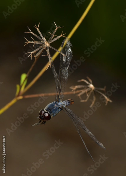 Obraz The remains of a dragonfly are stuck in the grass.