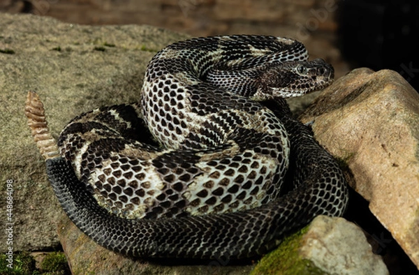 Fototapeta Timber Rattlesnake in defensive position