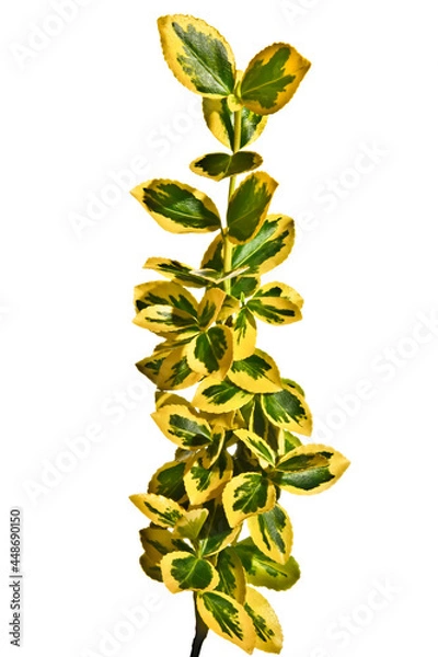 Obraz Green-yellow twigs of Euonymus on a white background