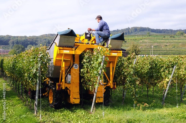 Obraz Traubenvollernter