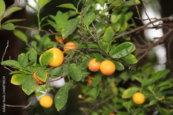 Fototapeta いくつも実を付けたタチバナ