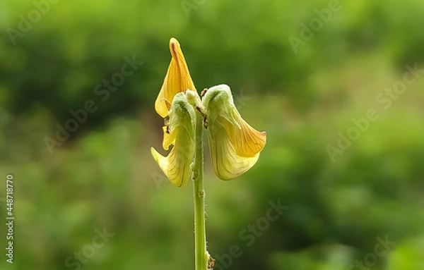 Obraz yellow tulip flower