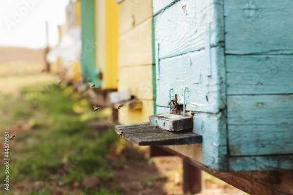 Fototapeta Close up details of beekeeping. Bees in the apiary fly into the hive