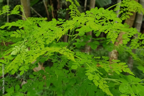 Obraz fern leaves