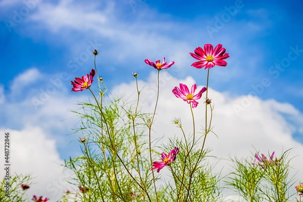 Obraz cosmos flower with blue sky background.