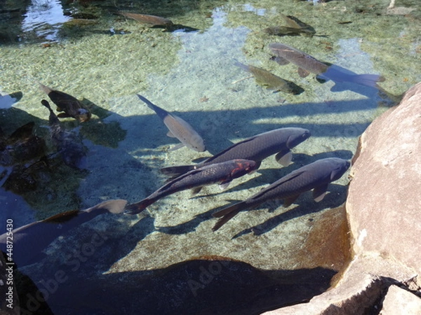 Fototapeta 池で群れるコイ