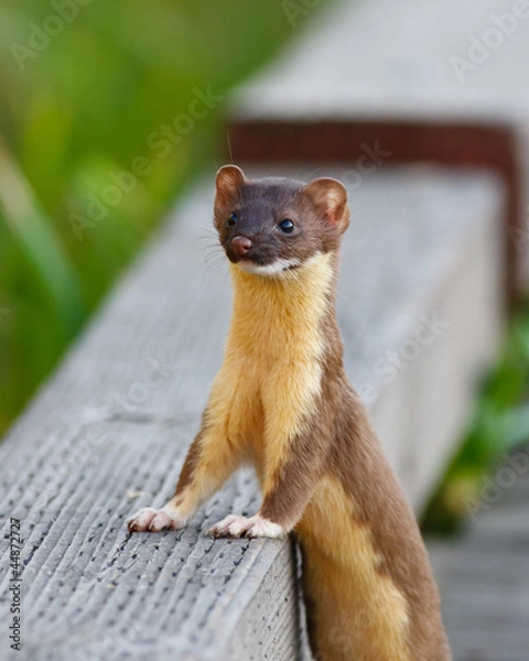 Fototapeta Weasel