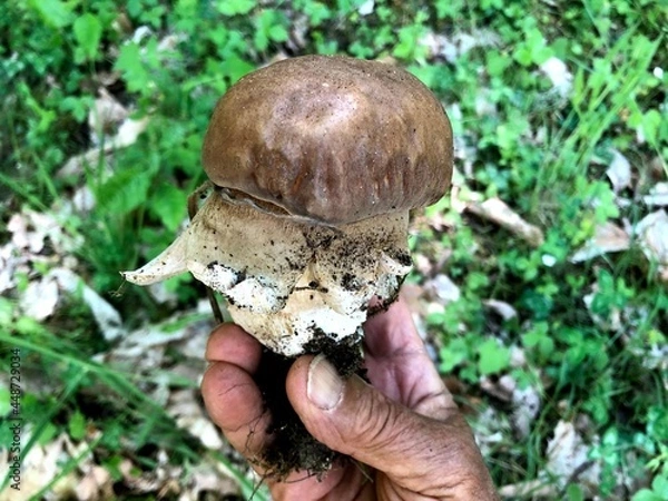 Obraz Porcino mushroom in the forest