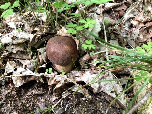 Obraz Porcino mushroom in the forest