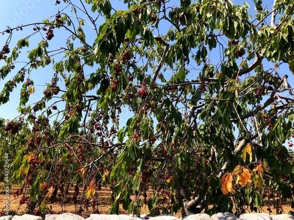 Obraz Cherry tree in Puglia