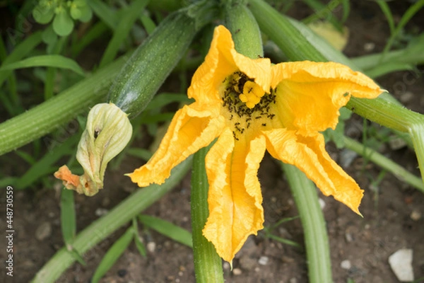 Obraz Ants in squash flower. Insects eating edible flowers of Cucurbita species like zucchini