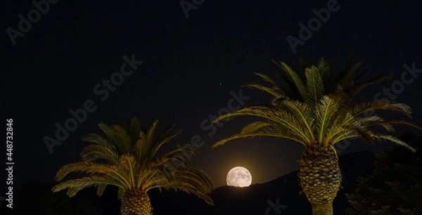 Obraz Moon between palm trees