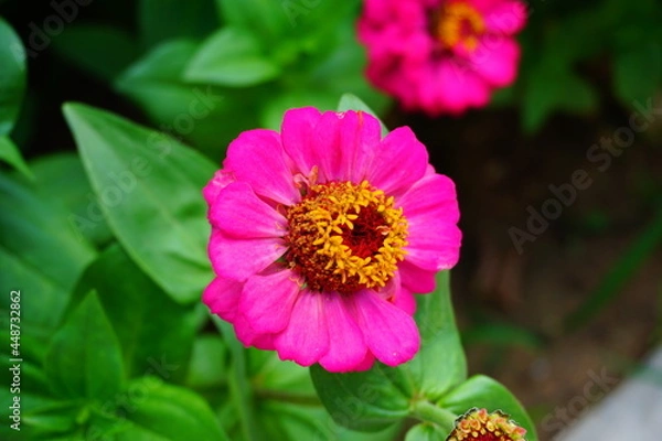 Obraz Violet Blossom