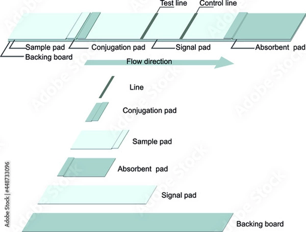 Fototapeta Component of rapid strip test for diagnosis. Lateral flow immunoassay. 