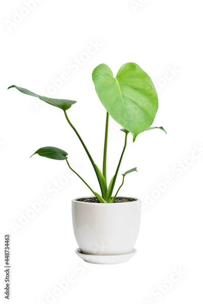 Obraz Monstera deliciosa Liebm green leaf in white ceramic pot isolated on white. Monstera deliciosa tree popular ornamental house plant air purifying for home minimal design.