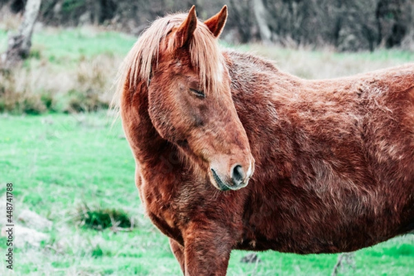 Obraz A portrait of the poor brown horse in a bad condition and no care.