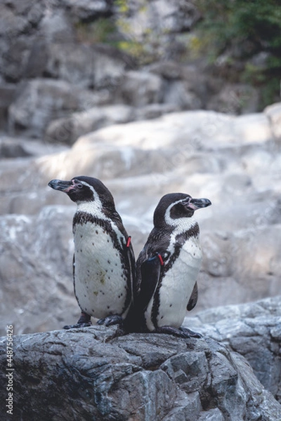 Fototapeta 背を預け合う２匹のペンギン