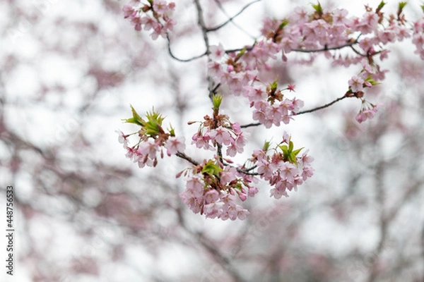 Fototapeta 曇り空の下の３月の桜