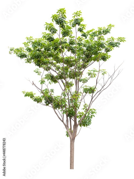 Obraz The freshness big green tree isolated on white.