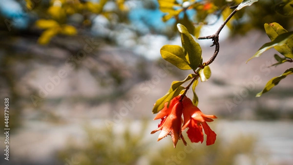 Obraz Pomegranate Buds