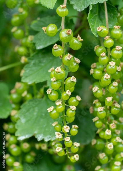 Obraz Green currants