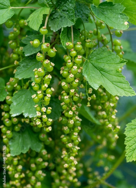 Obraz Green currants