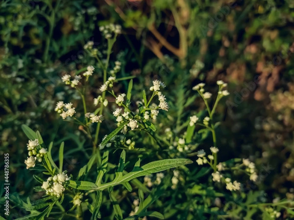 Fototapeta Parthenium hysterophorus is a species of flowering plant in the aster family, Asteraceae. It is native to the American tropics.