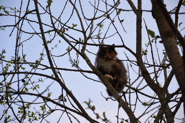 Obraz cat on tree