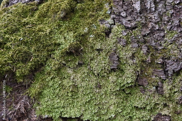 Obraz moss on tree
