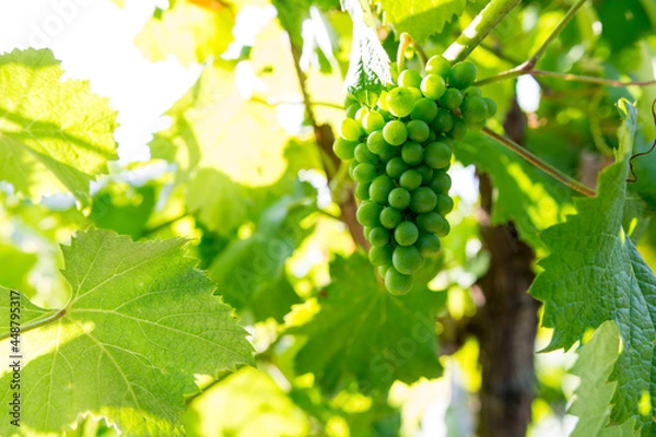 Obraz Uvas bajo el sol