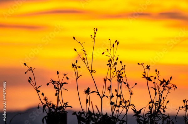 Obraz sunset in the grass