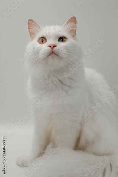 Obraz white cat on a white background