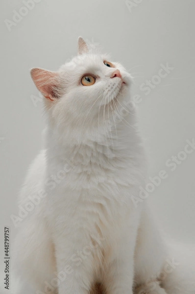 Obraz white persian cat