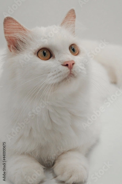 Obraz white persian cat