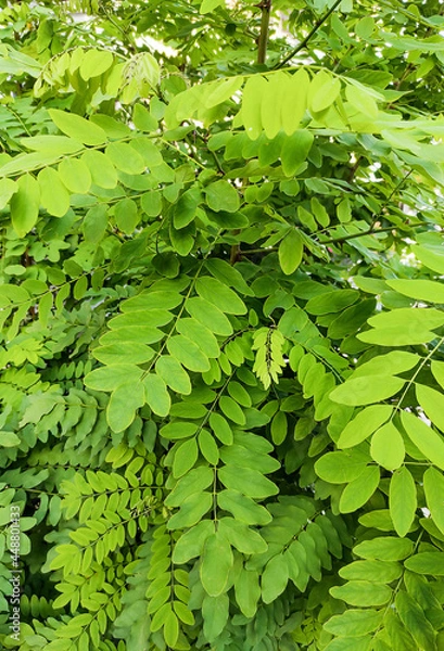 Obraz Background of evergreen leaves