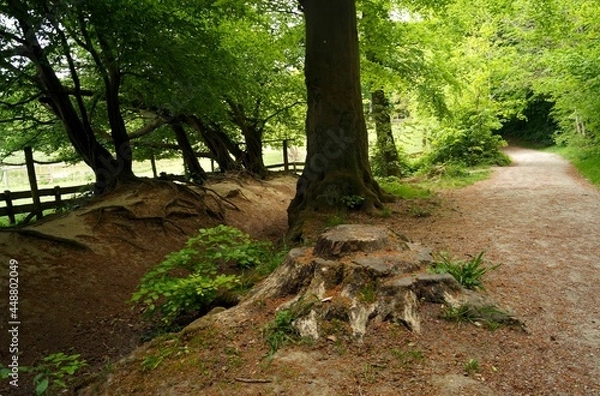 Fototapeta Forest road, stump and roots of large trees