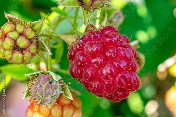 Obraz Raspberry berry hanging on a bush close-up
