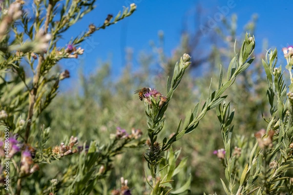 Obraz Bee in Arrow Weed