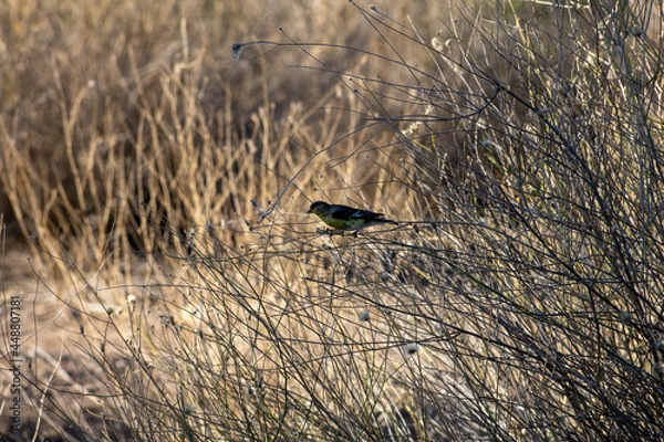 Obraz Lesser Goldfinch in Thistle