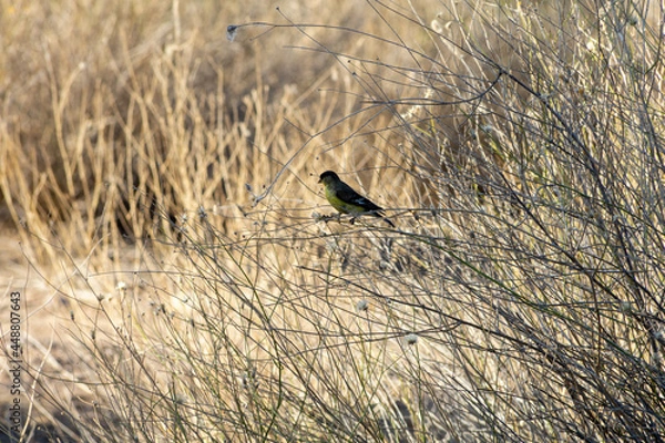 Obraz Lesser Goldfinch in Thistle